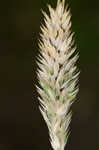 Carolina canarygrass